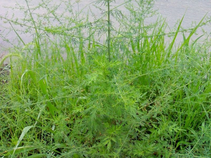 Sweet Wormwood: Nature's Guardian for Pet Wellness