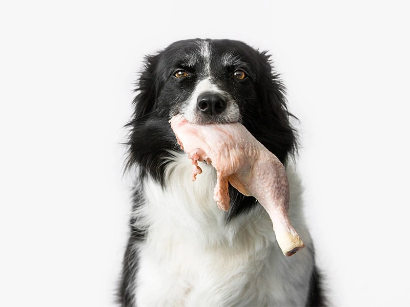 What essential nutrients do pets need at different life stages