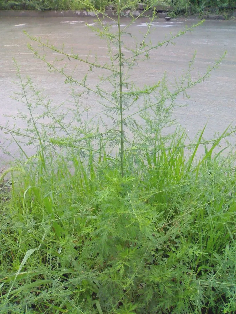 Sweet Wormwood: Nature's Guardian for Pet Wellness
