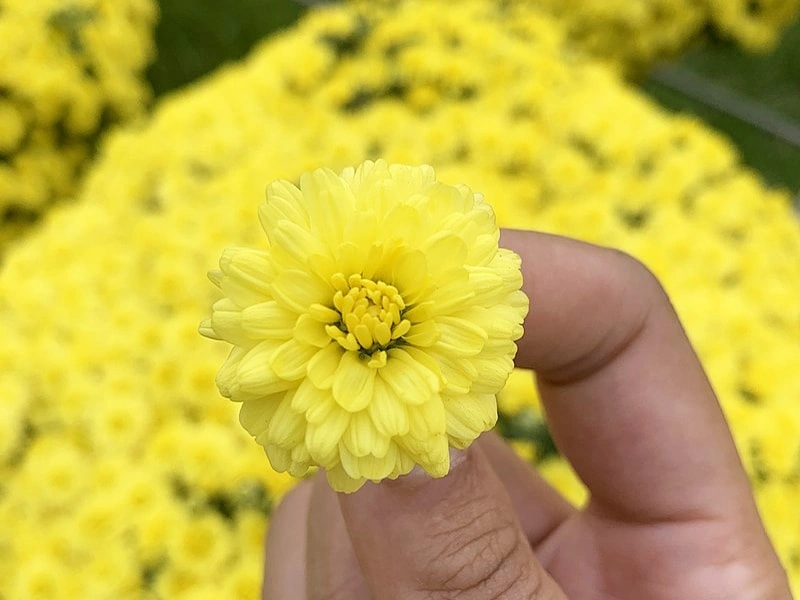 German Chamomile