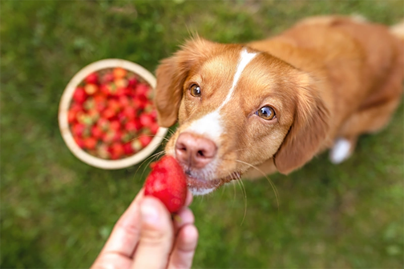 Can pets safely eat human fruits and vegetables (like papaya, mung bean) 