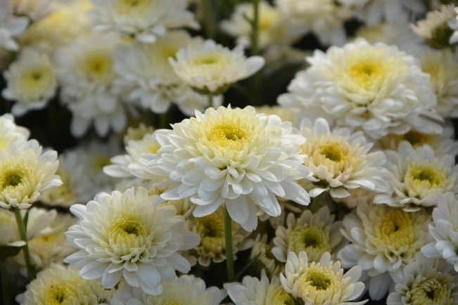 Chrysanthemum: A Gentle Healer for Pet Eyes