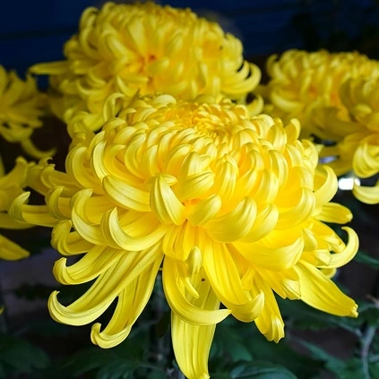 Chrysanthemum: A Gentle Healer for Pet Eyes