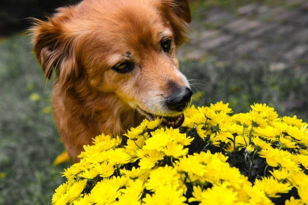 Chrysanthemum: A Gentle Healer for Pet Eyes