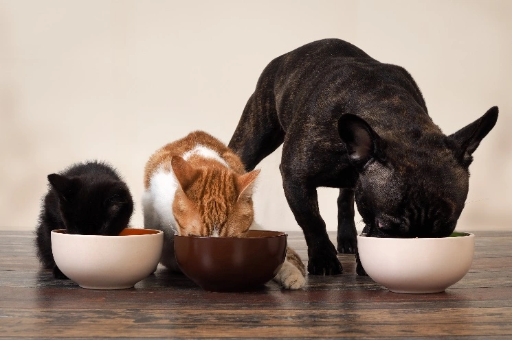 How to Transition My Pet’s Diet Safely Without Stomach Upset