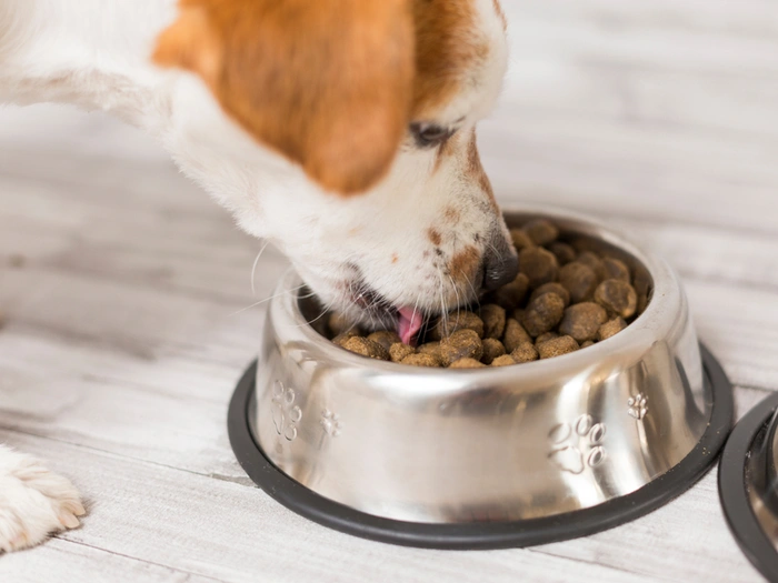How to Transition My Pet’s Diet Safely Without Stomach Upset