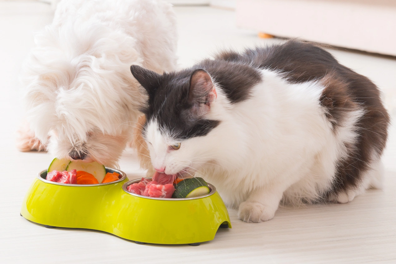 How to Transition My Pet’s Diet Safely Without Stomach Upset