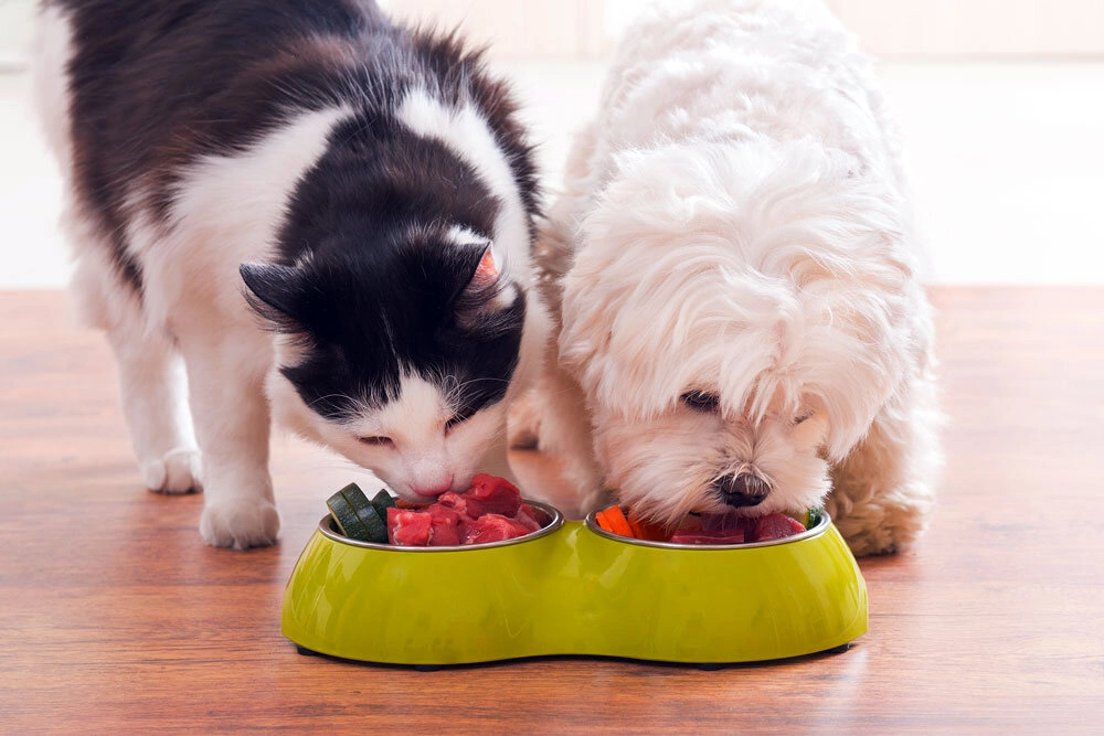 Wet Food vs. Dry Food: Making the Best Choice for Your Pet
