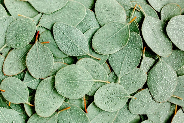 Eucalyptus: The Invigorating Ally for Pet Wellness
