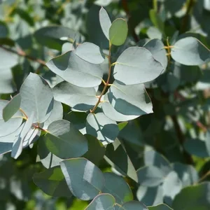 Eucalyptus: The Invigorating Ally for Pet Wellness