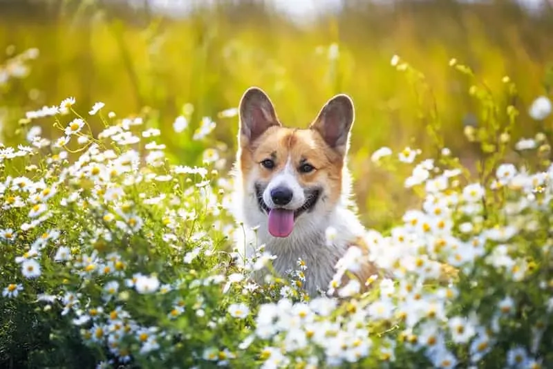 Core Benefits of German Chamomile for Pet Health