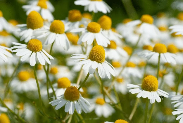 German Chamomile