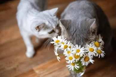 Who Should Exercise Caution