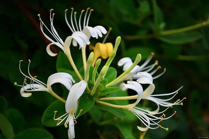 Honeysuckle: Nature’s Soothing Touch for Pets