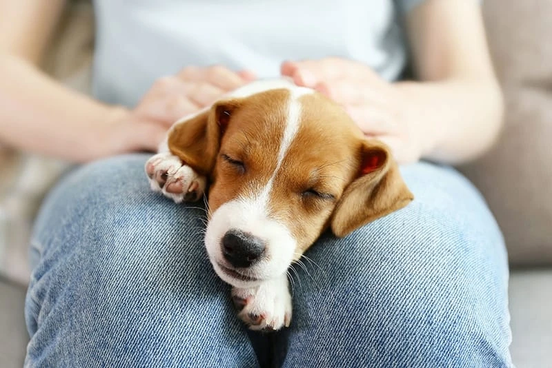 The Way to Pet a Dog