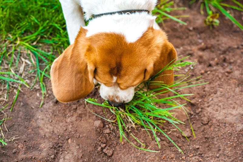 Why Does My Pet Eat Grass?
