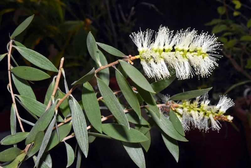 Aceite de &aacute;rbol de t&eacute;
