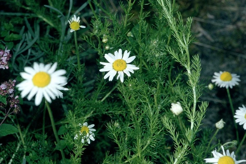 Chamomile: The Versatile Soother in Pet Wellness