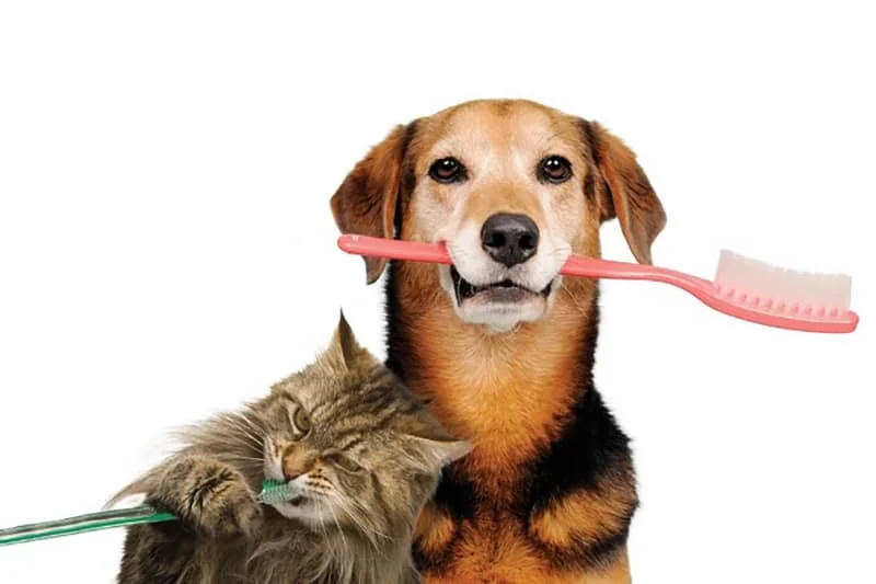 What Are the Signs of Dental Disease in Pets