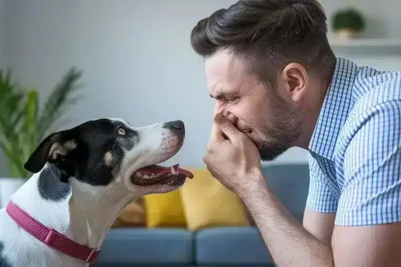 What Are the Signs of Dental Disease in Pets