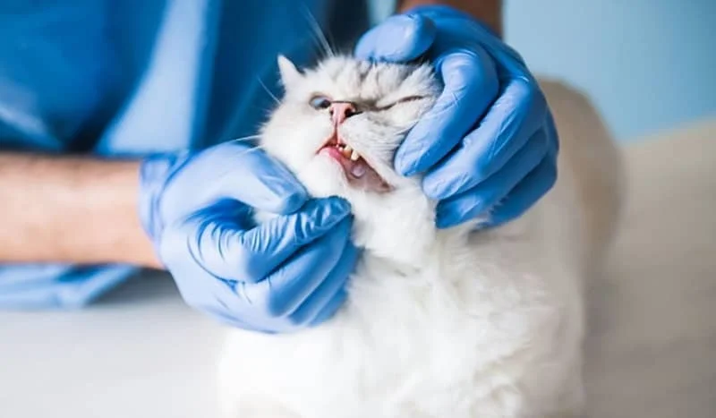 What Are the Signs of Dental Disease in Pets