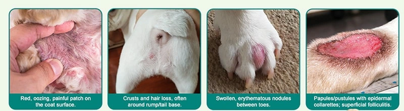 Why Is My Pet Itching So Much — and What Does It Mean?