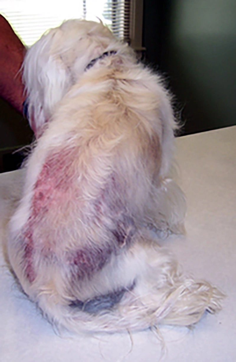 Common Signs of Immune-Driven Itching in Pets