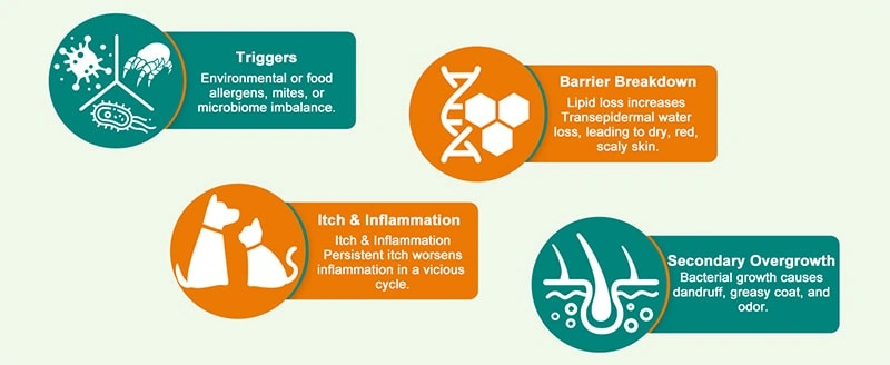 Supporting Immune-Related Itching at Home