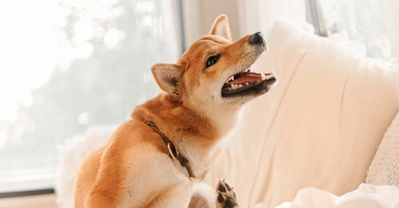 Picaz&oacute;n del perro