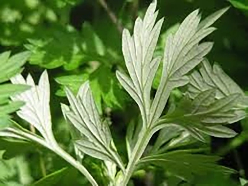 Mugwort para el animal