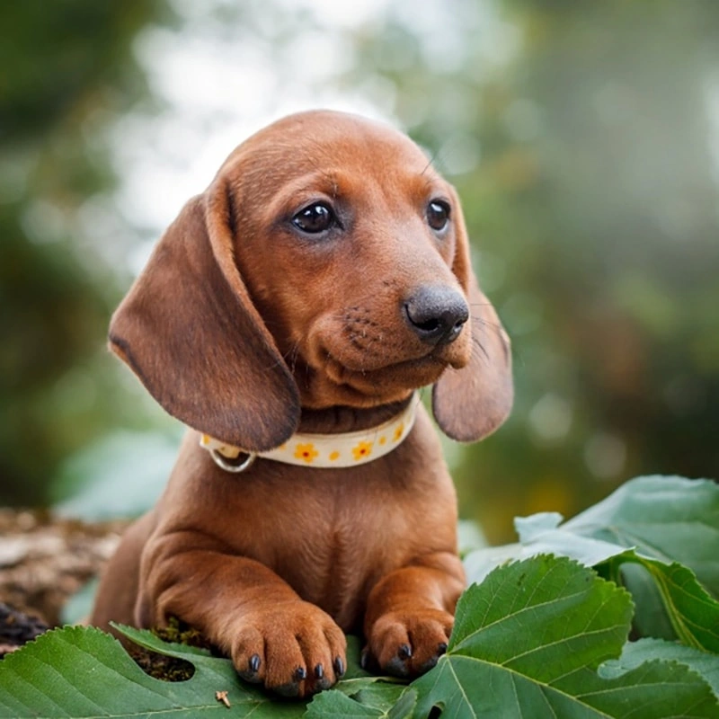 Salud de la piel del perro