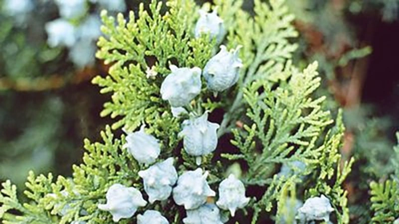 Oriental Arborvitae Leaf: A Quiet Strength in Pet Skin Care