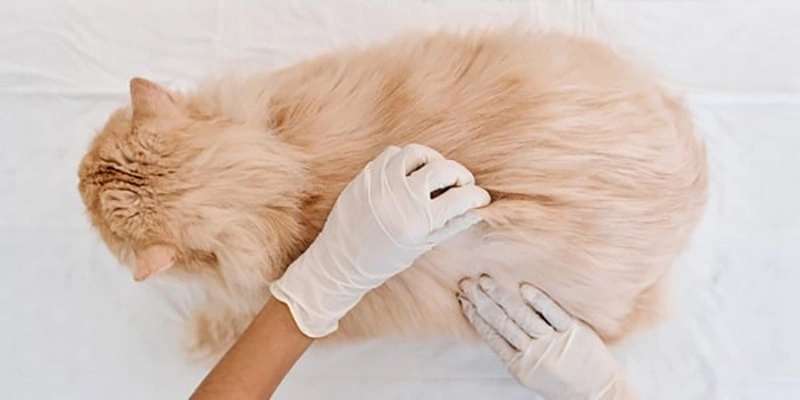 Cuidado de la piel del gato