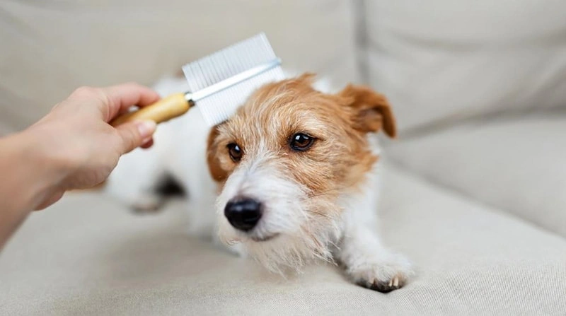 Beneficios Principales del Jengibre para la Cut&iacute;cula de los Animales de Compa&ntilde;&iacute;a