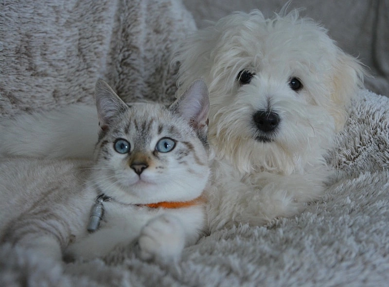 Perro y gato