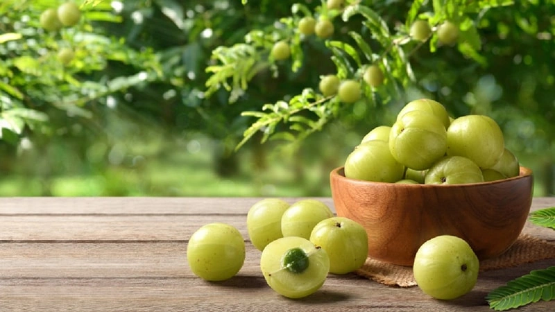 Amla: Un poderoso fuente de vitamina C para la vitalidad de los animales de compagn&iacute;a