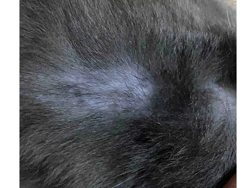 &iquest;Cu&aacute;les son las causas m&aacute;s comunes de la ca&iacute;da del pelo en los animales de compa&ntilde;&iacute;a?