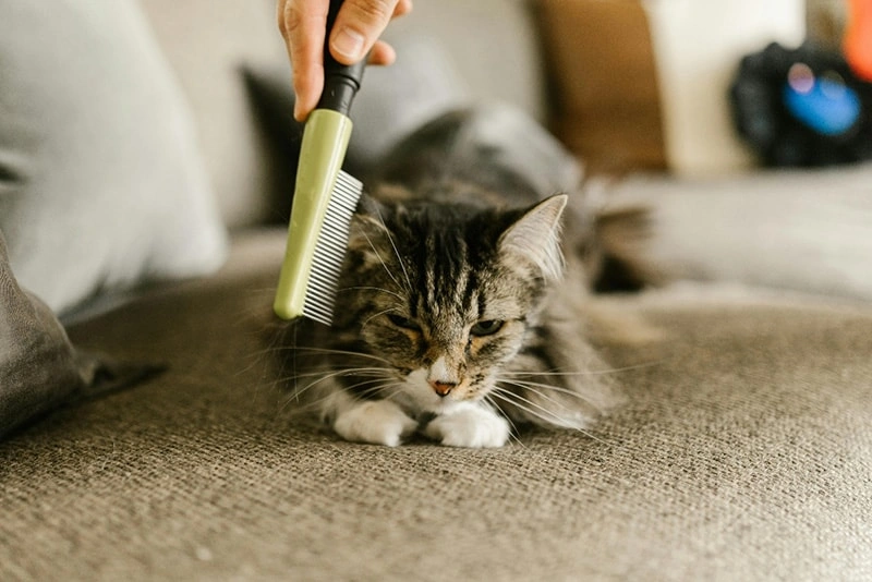 What are the most common causes of hair loss in pets?