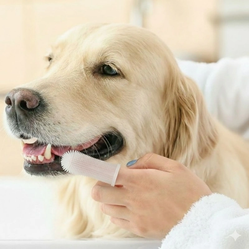 Product routine insert: PlaqueOff Dental Kit (daily, low-stress approach)