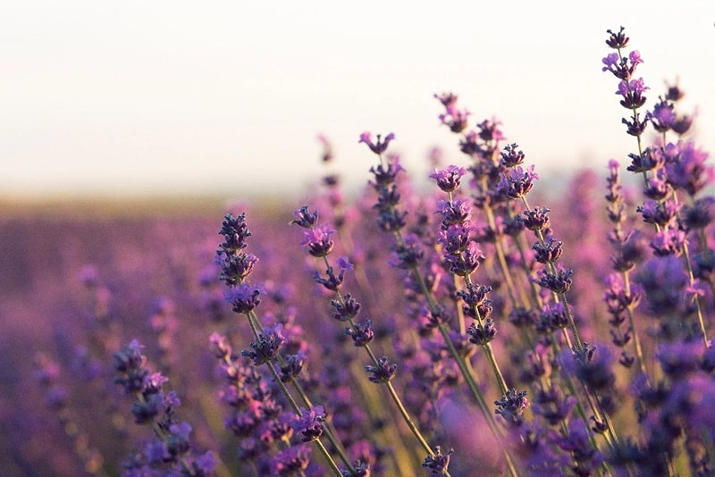 Lavender: The Soothing Essence of Pet Wellness