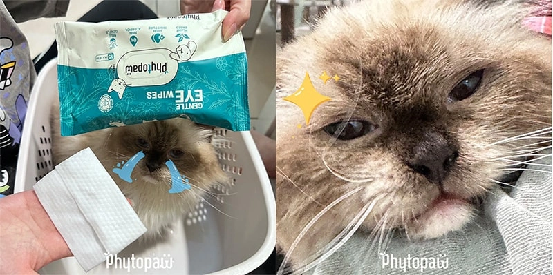 Valentine&rsquo;s Day Love, With Paws