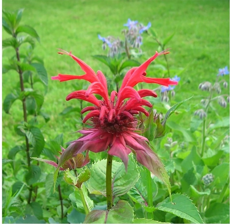 Lemon Balm: A Refreshing Balancer for Pet Skin