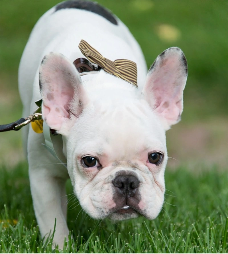 Cuidado de la piel del perro