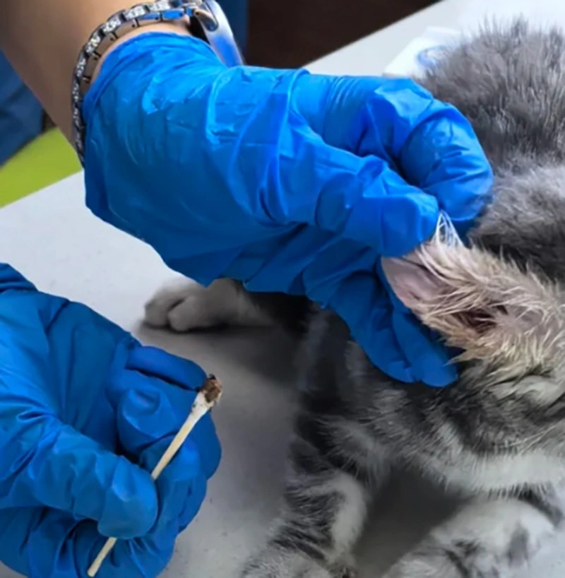 Ear mites vs. wax: what it usually looks like