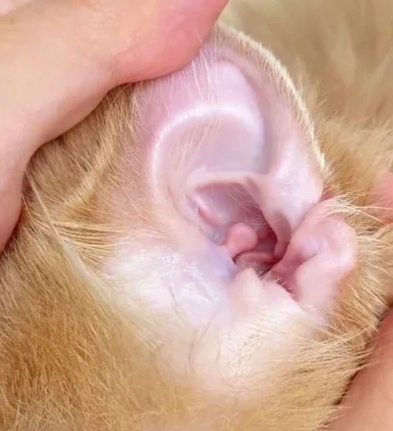 How often should ears be cleaned? (Short version)