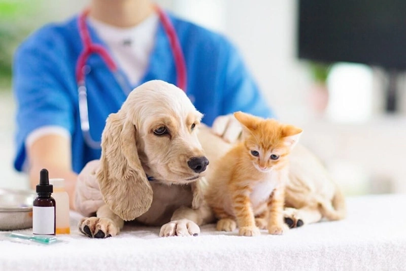 What vaccines and preventive care should pets receive? 