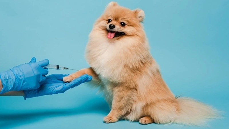 &iquest;Qu&eacute; vacunas y cuidados preventivos deben recibir los animales de compagn&iacute;a?