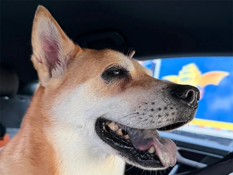 How to Clean Dogs Teeth at Home: A Simple Daily Routine for Better Oral Health