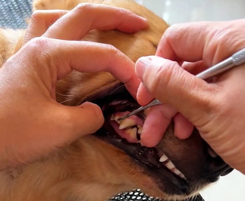 Limpieza de los dientes de los perros
