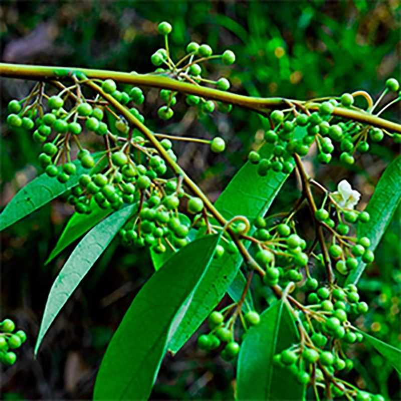 Litsea Cubeba